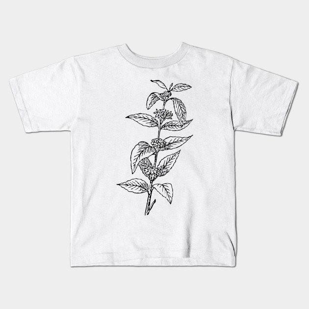 630x630 Limited Edition. Exclusive Coffee Plant - Coffee Plant Sketch