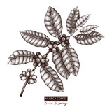 160x160 Botanical Illustration Of Arabica With Fruits. Vector Hand Drawn - Coffee Plant Sketch