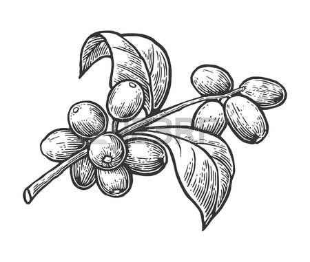 450x381 Resultado De Imagen Para Coffee Plant Draw Tattoos - Coffee Plant Sketch