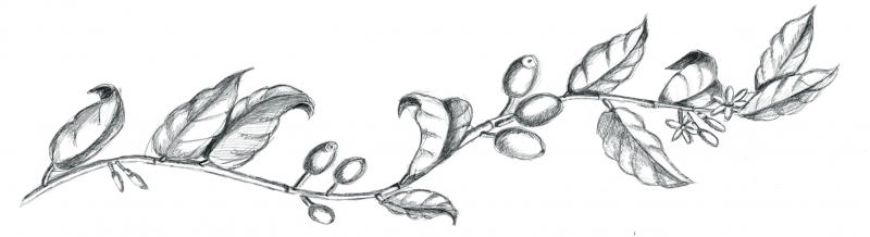 800x218 The Pleasures And Pains Of Wheelys Coffee Bike - Coffee Plant Sketch