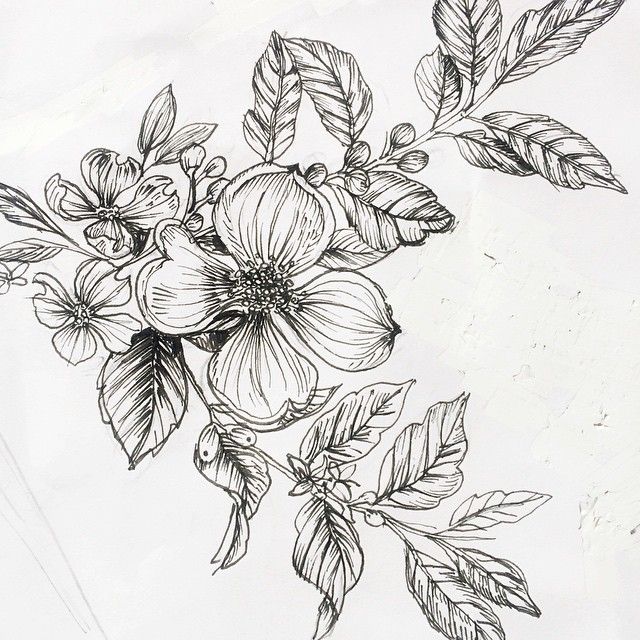 640x640 The Coffee Plant Draft Ft. Bountiful Dogwoods Coffee - Coffee Plant Sketch