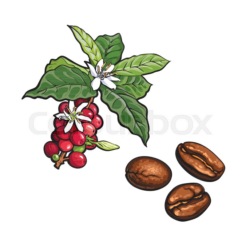 800x800 Vector Sketch Hand Drawn Coffee Tree Branch With Ripe Berries - Coffee Plant Sketch