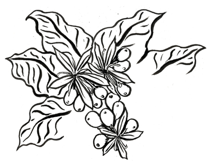 415x318 Coffee Plant Barniedidit - Coffee Plant Sketch