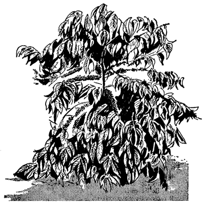 400x399 Coffee - Coffee Plant Sketch