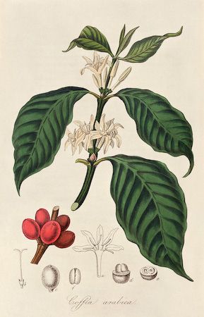 289x450 Sketch, Coffee Plant - Coffee Plant Sketch