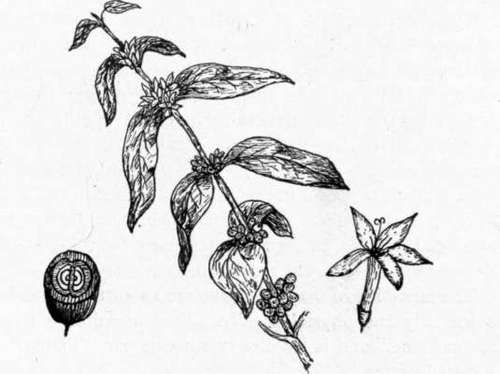 500x374 Chapter Xx. Beverages - Coffee Plant Sketch