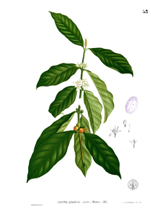 220x308 Coffea Arabica - Coffee Plant Sketch