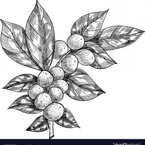 300x300 Coffee Branch With Leaf Berry Coffee Bean Fruit Vector Sohadacouri - Coffee Plant Sketch