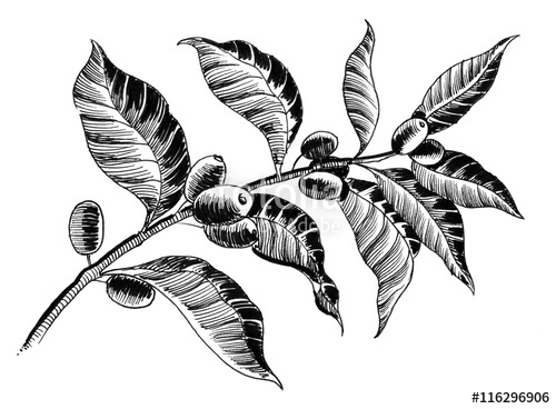500x368 Coffee Plant Sketch Stock Photo And Royalty Free Images On - Coffee Plant Sketch