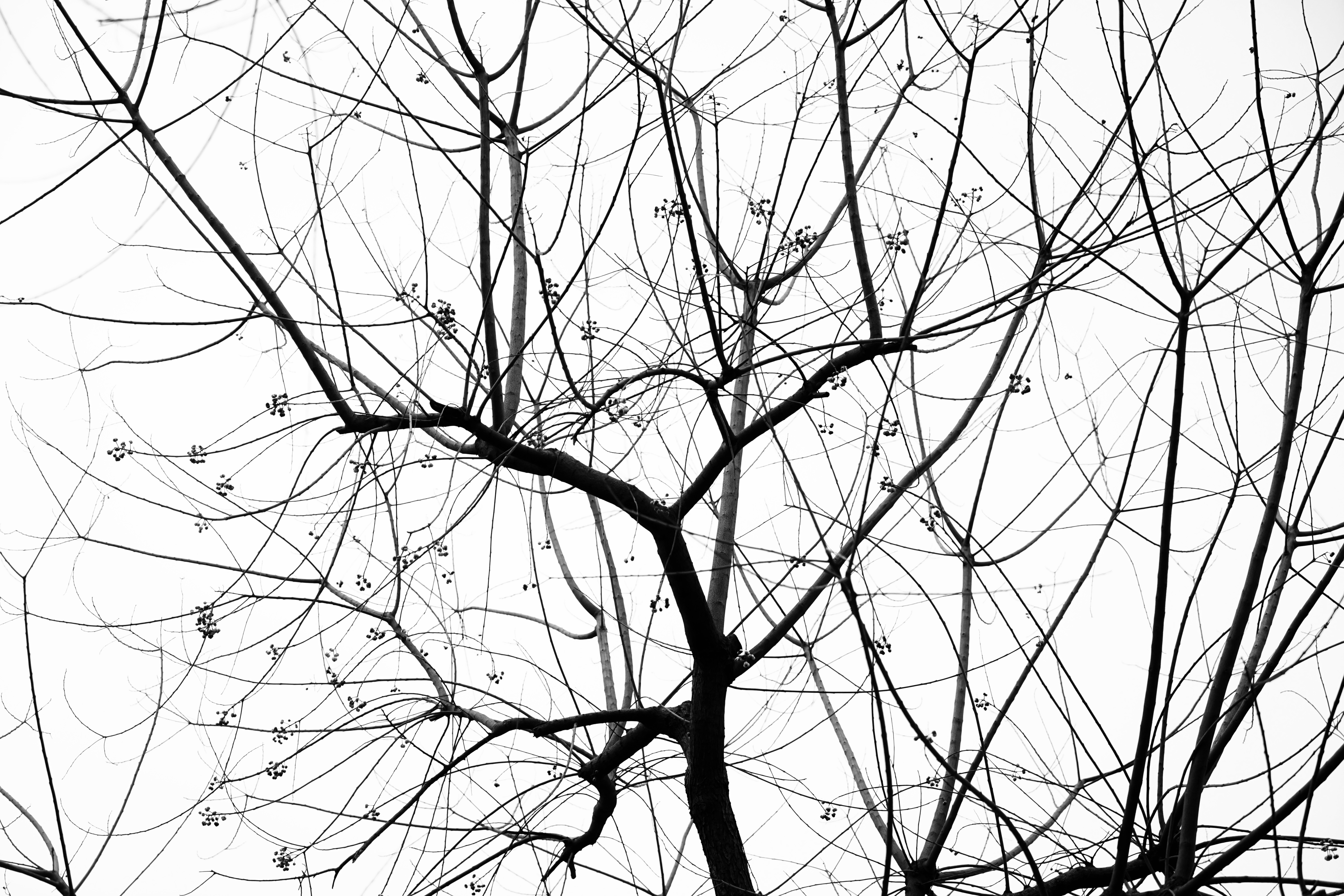 6000x4000 Free Images Tree, Branch, Cold, Black And White, Season, Artwork - Cold Sketch