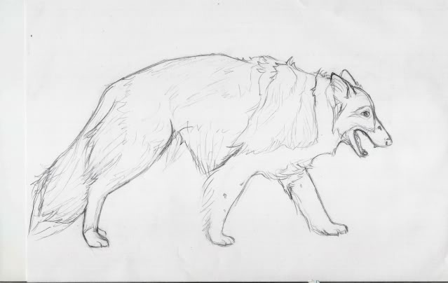 639x404 Border Collie Sketches - Collie Sketch