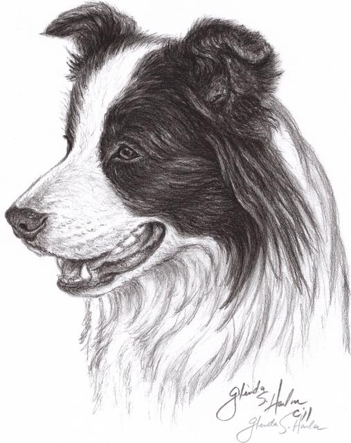 507x640 Border Collie Sketch - Collie Sketch