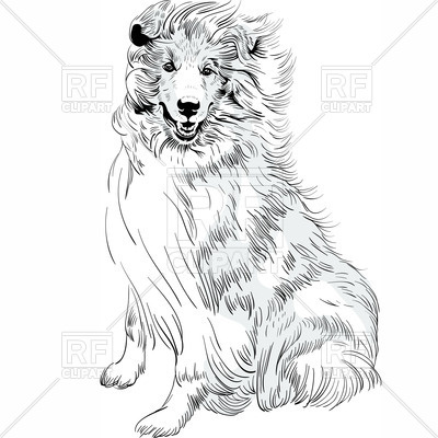 400x400 Collie - Collie Sketch