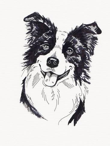 366x488 Collie Sketch Prints By Eve Izzett - Collie Sketch