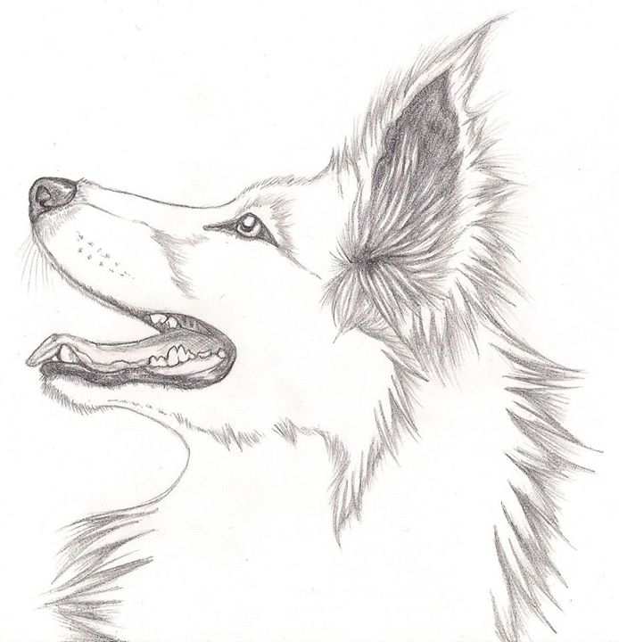 694x720 Collie Sketch By Nostalga - Collie Sketch