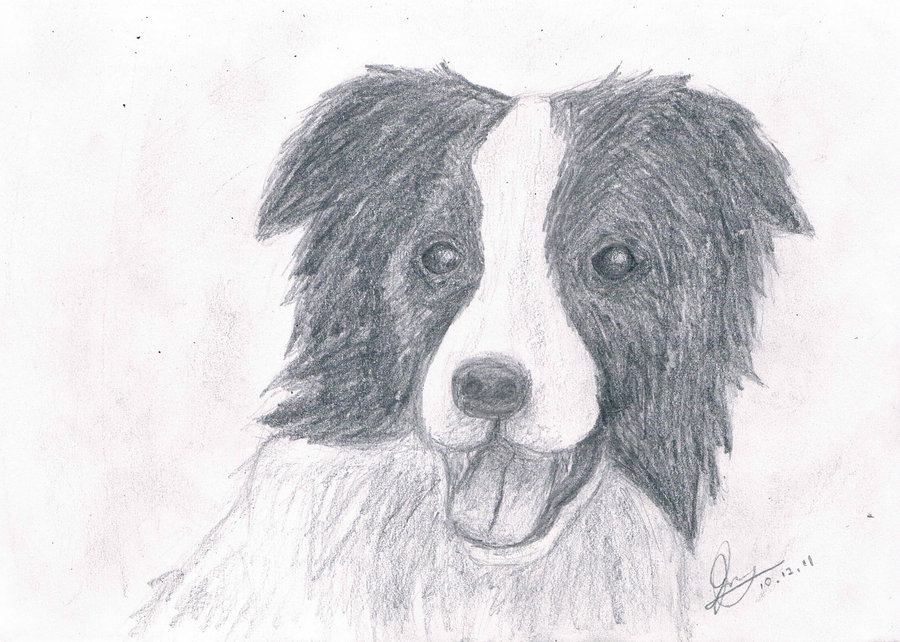 900x642 Collie Sketch - Collie Sketch