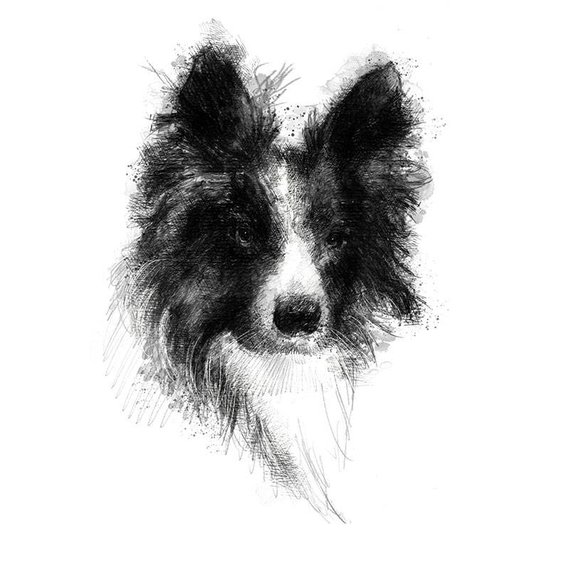 570x570 Collie Sketch Limited Edition Fine Art Print From Original Etsy - Collie Sketch