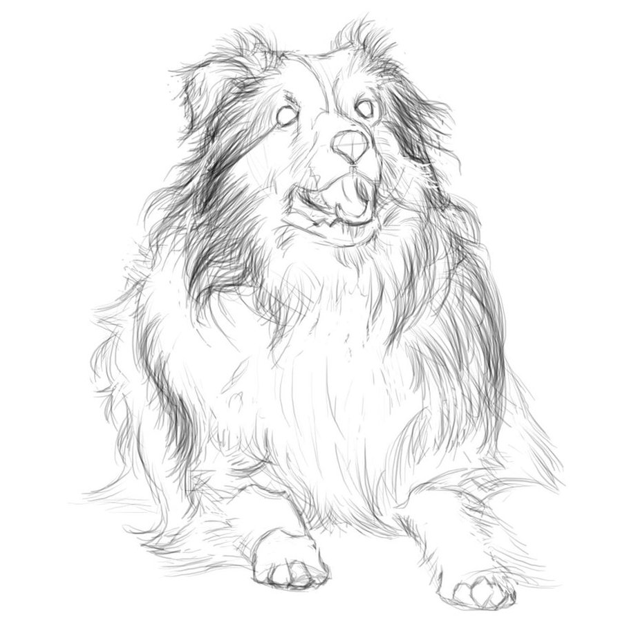 894x894 Collie Sketch By Artwarrior25 - Collie Sketch
