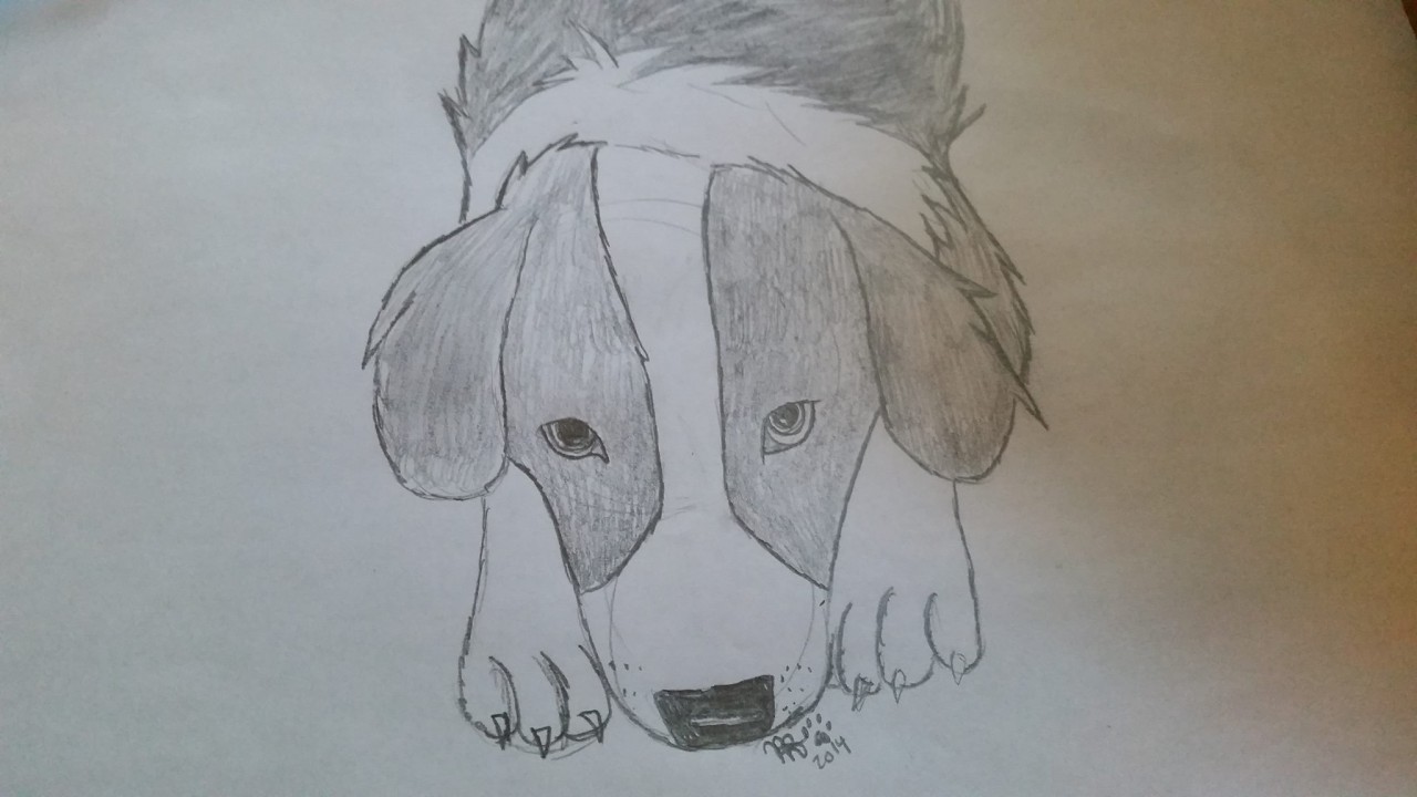 1280x720 Feral Border Collie Sketch By Bellafluffypuppy - Collie Sketch