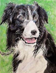 230x300 Pet Portrait Dog Border Collie Sketch Original Art (Free Ship - Collie Sketch