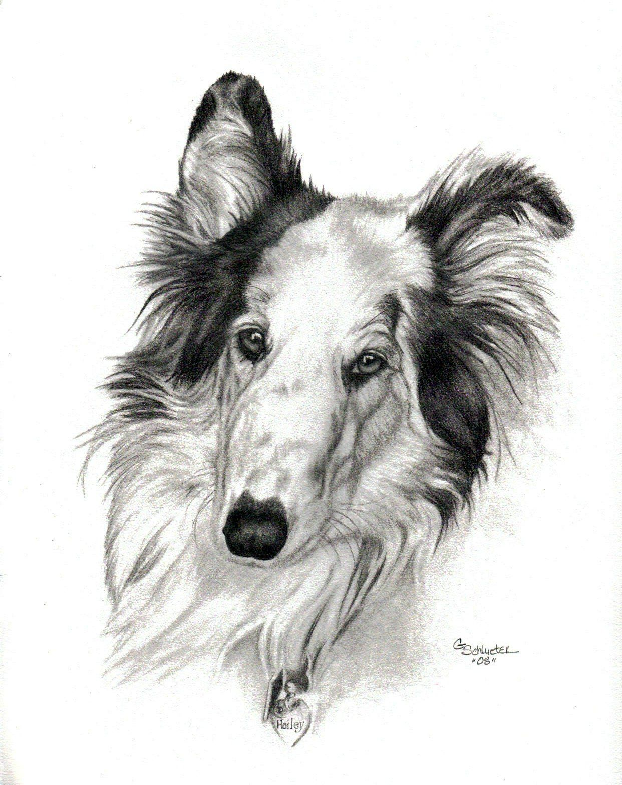 1242x1567 Pin By Schlueter Sketch Studios On Pet Portraits Dog Drawings - Collie Sketch