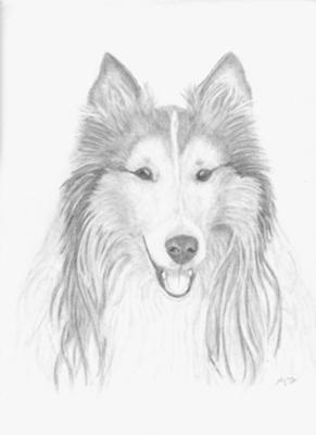291x400 Simone - Collie Sketch