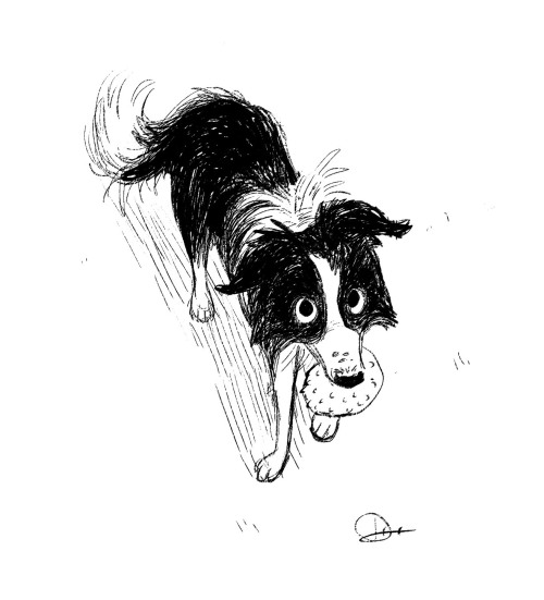 500x551 Border Collie Drawing Tumblr - Collie Sketch