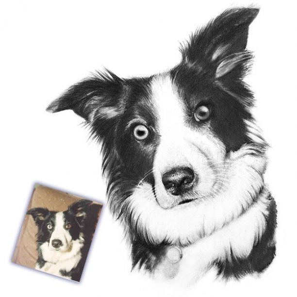 612x612 Border Collie Portrait Pencil Drawing - Collie Sketch