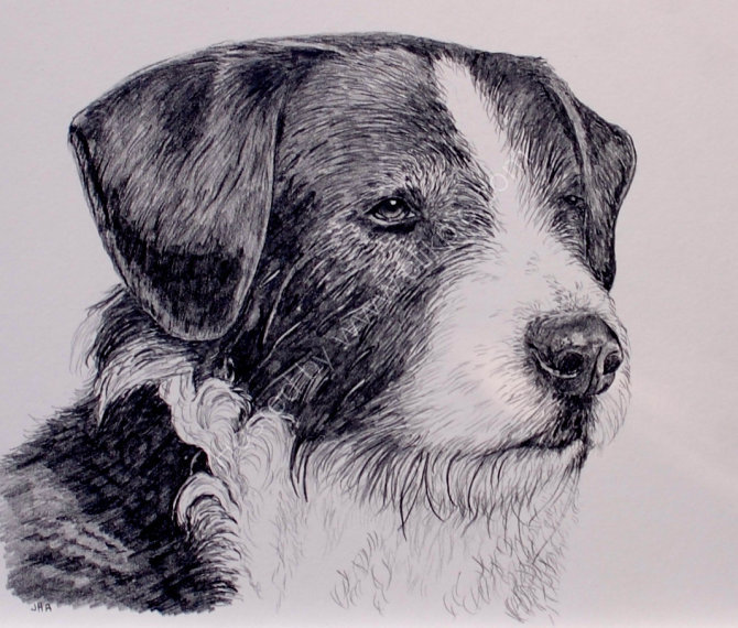 Collie Sketch at PaintingValley.com | Explore collection of Collie Sketch