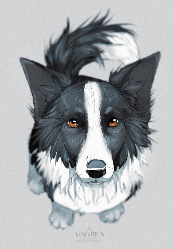 560x800 Random Classic Border Collie Sketch ~ Animal In 2018 - Collie Sketch