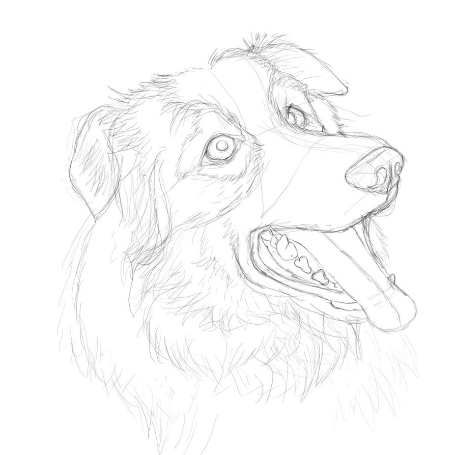 894x894 Border Collie Practice Sketch 14 By Rookiebrush - Collie Sketch