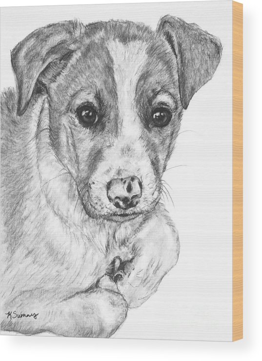 537x740 Border Collie Puppy Drawing Wood Print By Kate Sumners - Collie Sketch
