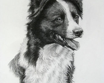 340x270 Border Collie Sketch Etsy - Collie Sketch