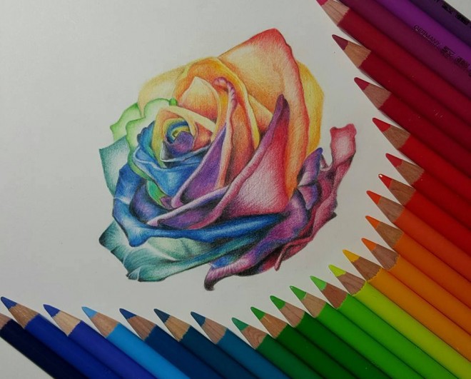 660x531 Rose Color Pencil Drawing By Gaby Sabbagh - Color Pencil Sketch