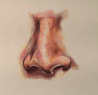 400x387 How To Draw A Realistic Nose With Colored Pencils - Colored Sketching Pencils