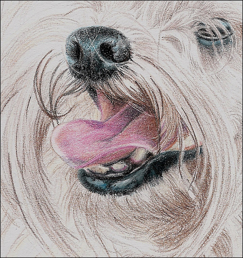 500x531 Drawing A Long Haired Dog With Colored Pencils, Part 2 - Colour Pencil Sketches