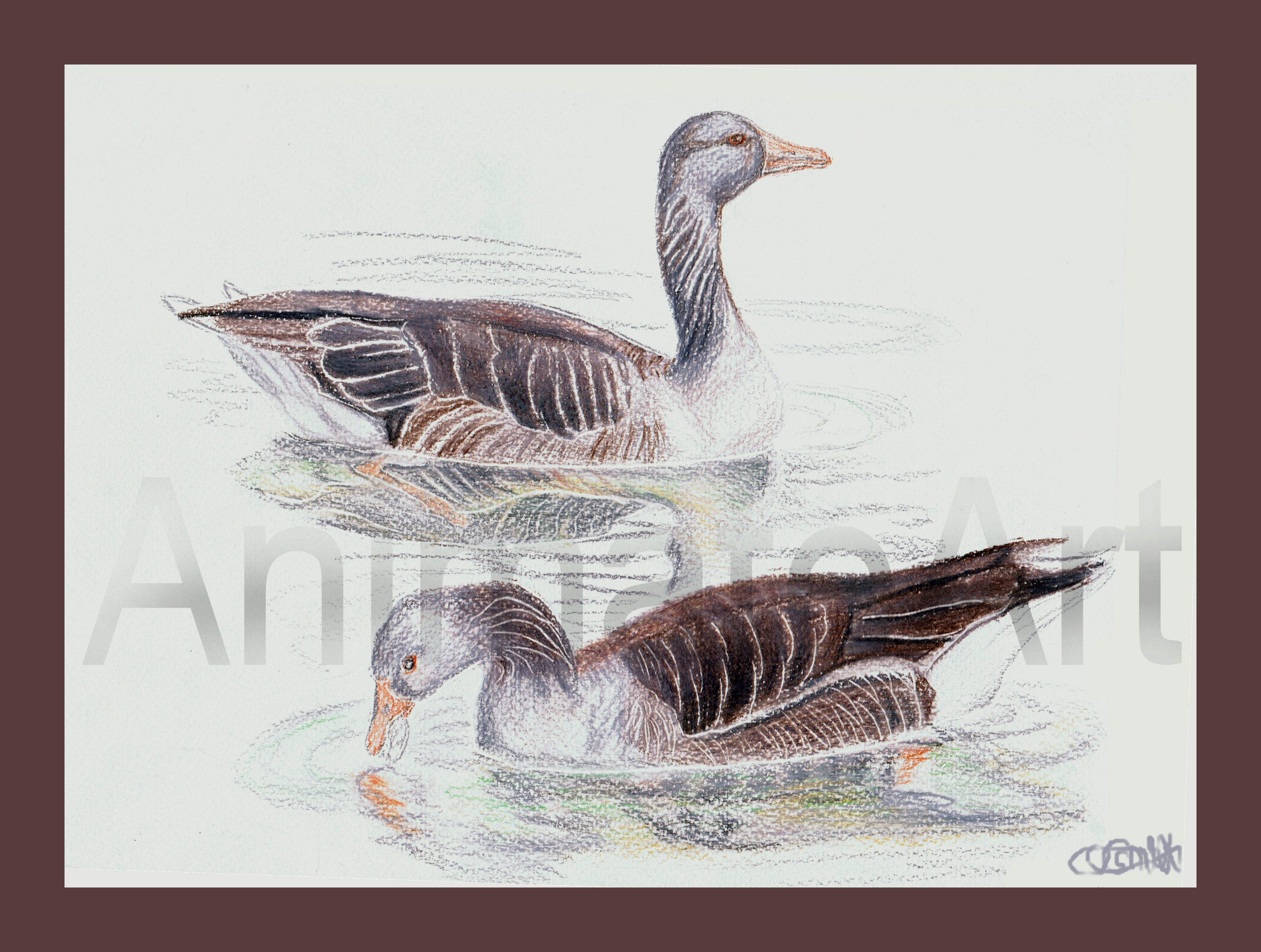 3909x2952 Greylag Geese Colour Sketch. Animate Art - Colour Sketch Images