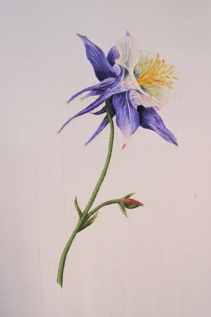 736x1108 Drawings Of Riverside Flowers 17 Best Columbine Images On - Columbine Flower Sketch