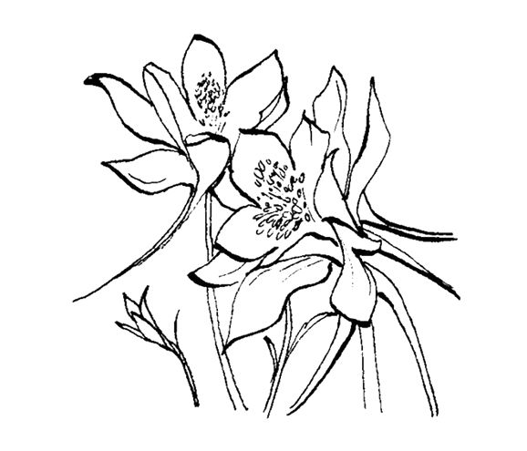 578x495 Gallery For Gt Columbine Flower Line Drawing Amaryllis Study - Columbine Flower Sketch