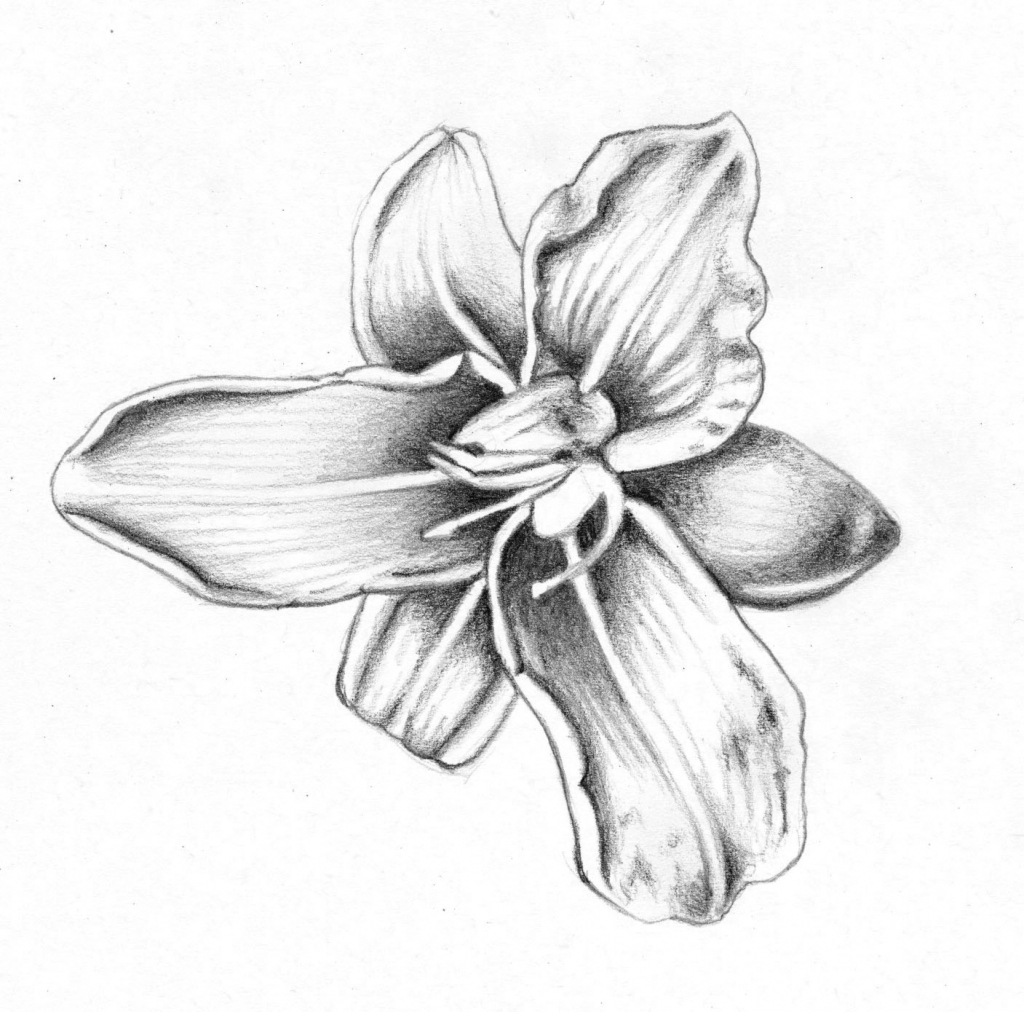 1024x1012 Jasmine Flower Drawing Tattoo Jasmine Flower Pencil Drawing - Columbine Flower Sketch