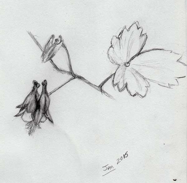 600x589 Kat Walk Designs Regarding Snow And Some Drawings - Columbine Flower Sketch