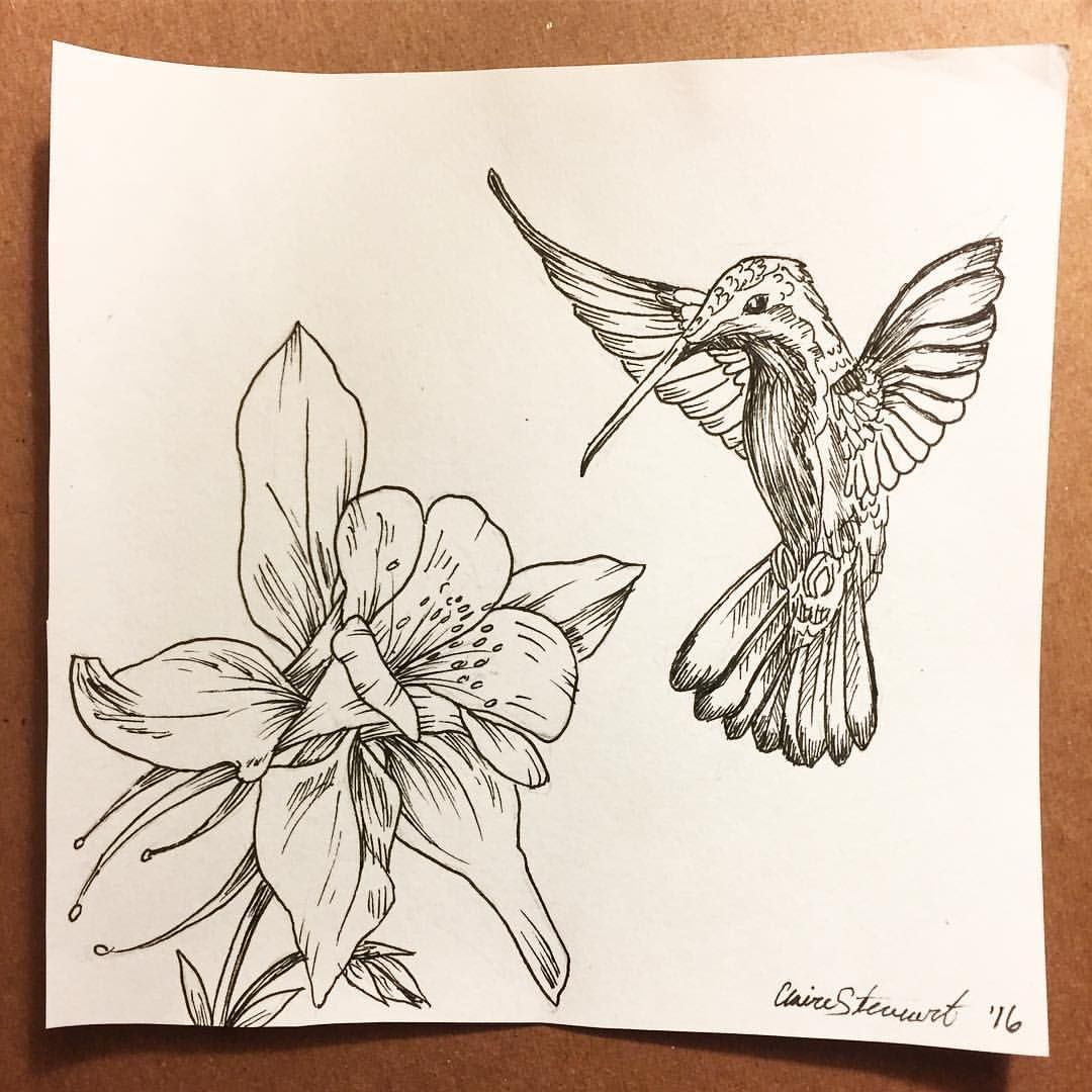 Columbine Flower Sketch at PaintingValley.com | Explore collection of ...