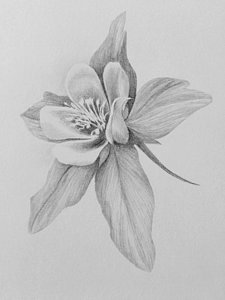225x300 Columbine Drawing By Melissa Hill - Columbine Flower Sketch
