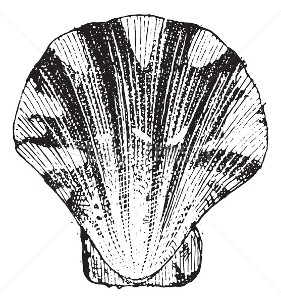 557x600 Comb Stock Vectors, Illustrations And Cliparts Stockfresh - Comb Sketch