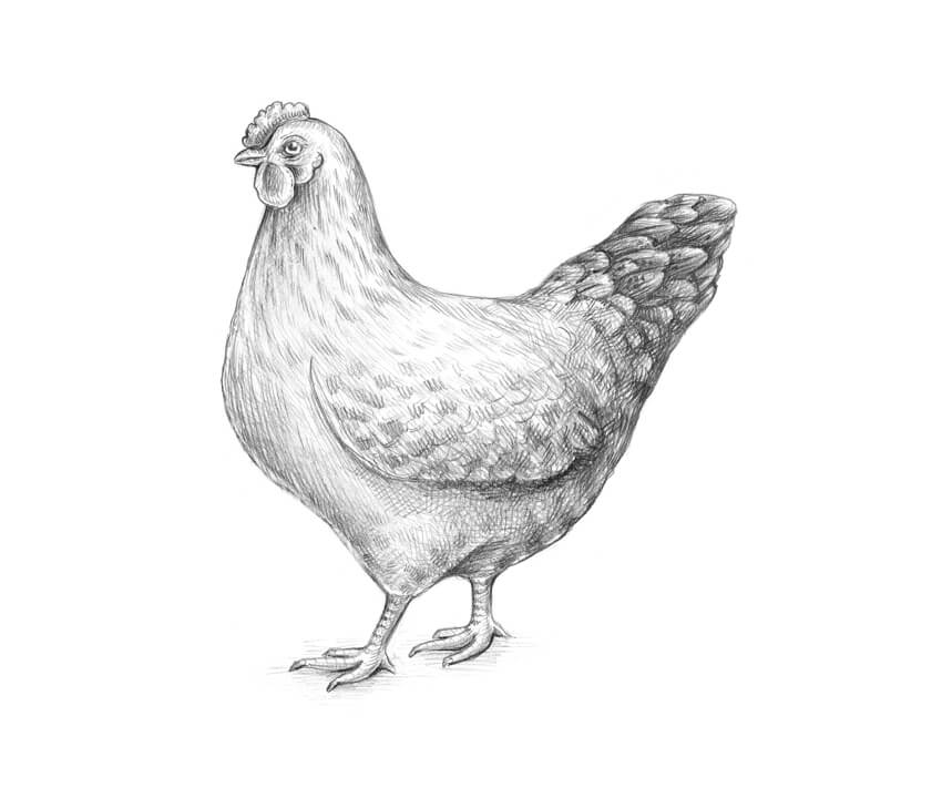 850x711 How To Draw A Chicken And A Rooster - Comb Sketch