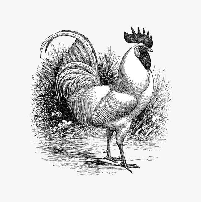 650x651 Black And White Cock, Cock, Comb, Chicken Png And Psd File For - Comb Sketch
