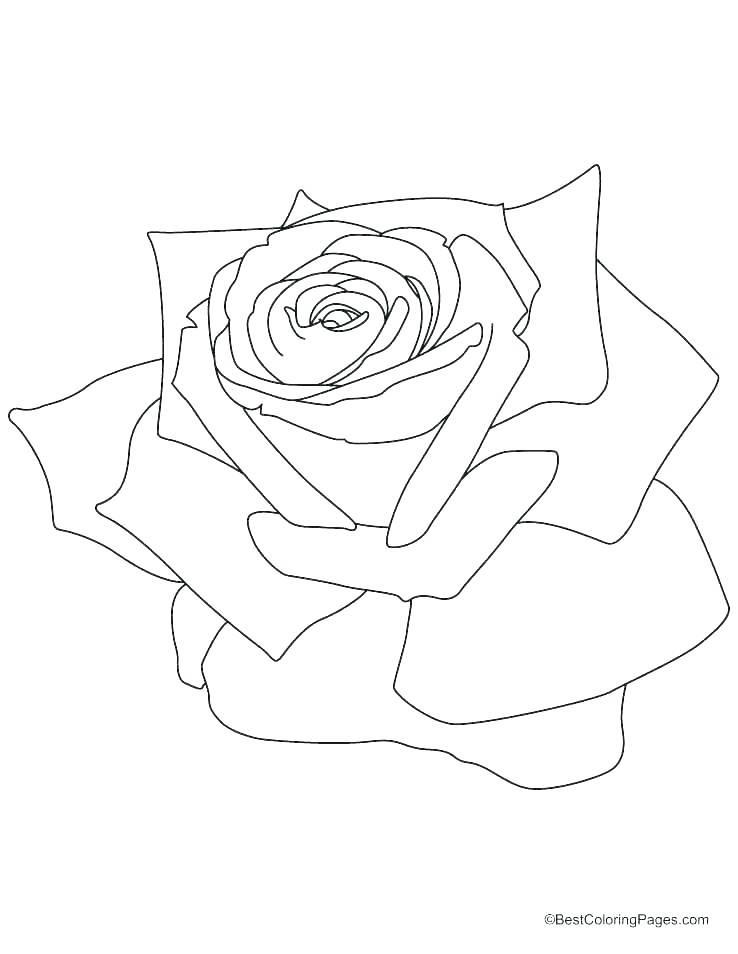 738x954 Rose Coloring Pages Printable Roses - Compass Rose Sketch