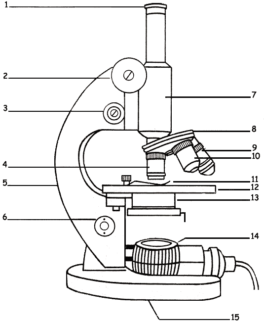 How To Draw A Microscope And Label