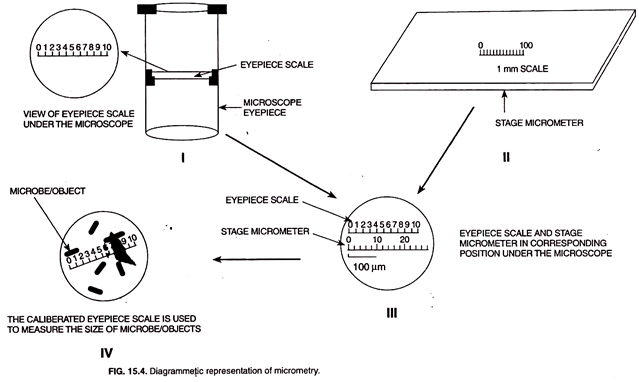 639x382 Diagram Of A Compound Microscope - Compound Microscope Sketch