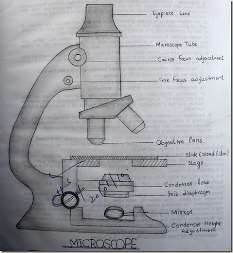 Compound Microscope Sketch at PaintingValley.com | Explore collection ...